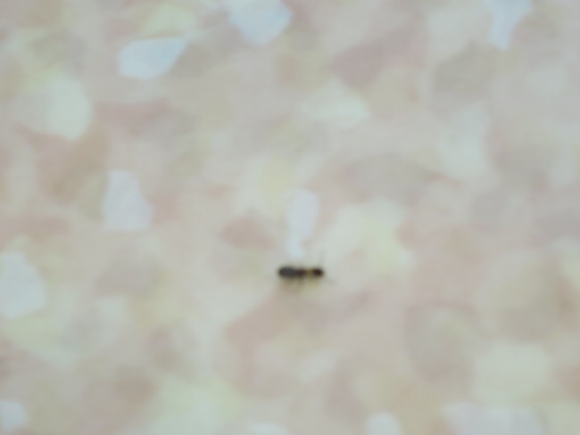 シロアリ駆除防除工事しました枚方