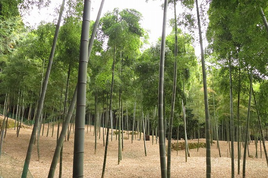 伏見の竹林