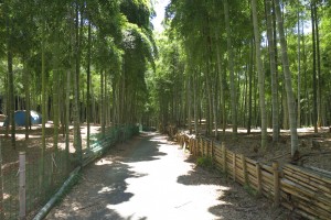 京都伏見稲荷、青木の滝