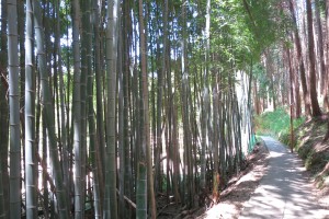 京都伏見稲荷、青木の滝