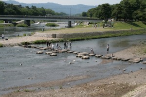 京都鴨川で水浴びしています。